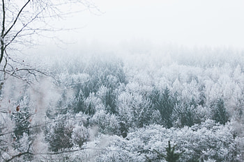 Nature, Trees, Vertex, Hoarfrost, Frost, Tops HD wallpaper