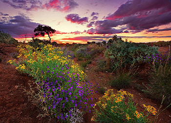 Hill Wild Flowers, blue, art , beautiful, wild, yellow, clouds, flowers, sky, hill, sunset HD wallpaper