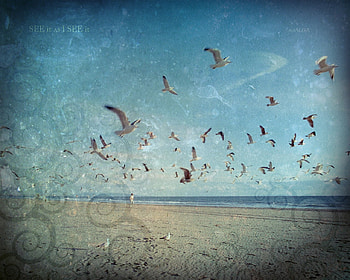 Gulls, birds, ocean, beach HD wallpaper