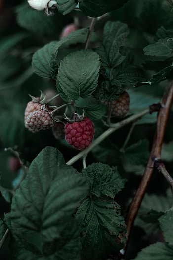 Food, Leaves, Raspberry, Branch, Berry HD phone wallpaper