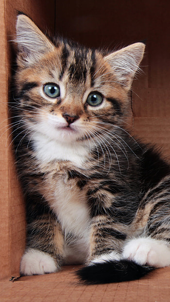 Adorable Kittens, kitten, Animal, cat HD phone wallpaper