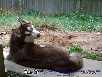 Meeshka on the Porch, garden, meeshka, porch, siberian husky HD wallpaper