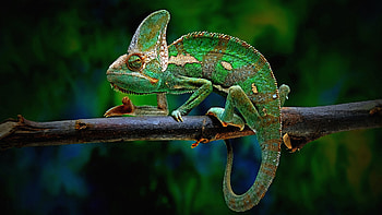 Green Chameleon Is Sitting On Wood Stick In Blur Background Chameleon HD wallpaper