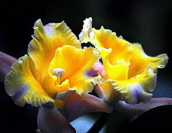 Orchids in yellow, black background, rare, yellow, flowers, orchids HD wallpaper