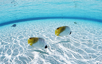 Underwater , Fish and ocean scene, Tropical fish beauty, Marine life wonders HD wallpaper