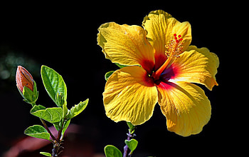 Yellow hibiscus, , Sunny beauty, Nature's sunshine HD wallpaper