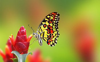 Butterfly, wings, nature, flower HD wallpaper