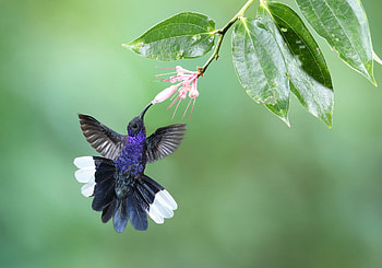 Hummingbird, wings, blue, bird, flower, green, clibri HD wallpaper