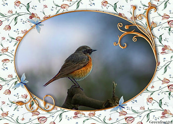 BIRD ON A TWIG, NATURE, FRAMED, , BIRD HD wallpaper