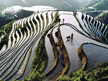 Rice Paddy, appearance, contoured, farming, rice HD wallpaper