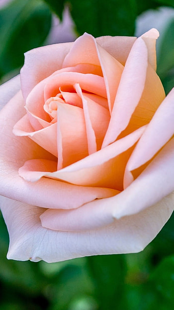 Rose Flower, Beautiful Rose, Nature Beauty HD phone wallpaper