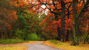 Landscape, Nature, Trees, Autumn, Parks HD wallpaper