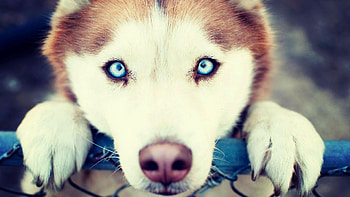 Siberian Husky, Red fur, Playful expression, Winter wonderland HD wallpaper