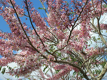 Pink Shower Tree, pink, shower, flower, tree HD wallpaper