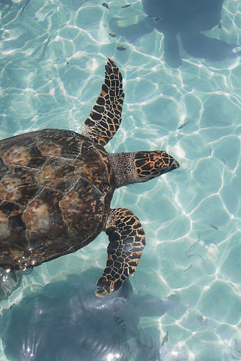Animals, Water, Waves, Fishes, To Swim, Swim, Turtle HD phone wallpaper
