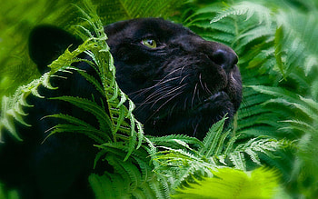 Black Panther, Animal HD wallpaper