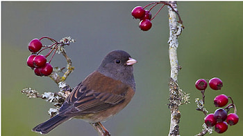 Bird and Berries, bird, red, berries, cute, lovely HD wallpaper