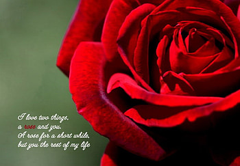 flower quotes, rose, quotes, flowers, red HD wallpaper