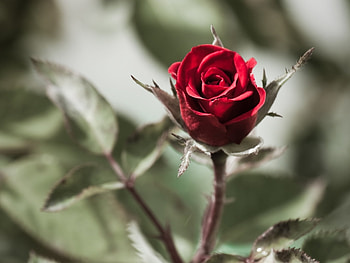 Plants, Flowers, Roses HD wallpaper