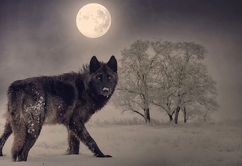 Black wolf, black, moon, snow, wolf, lup, night, animal, winter, tree, iarna HD wallpaper