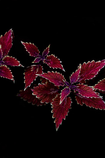 Plant, Leaves, Macro, Carved, Contrast HD phone wallpaper