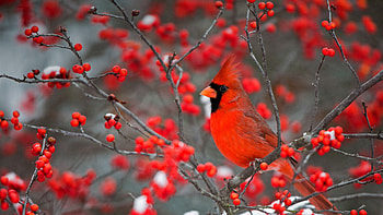 A northern cardinal perched in a common winterberry bush in Marion County, Illinois, Animal, northern cardinal HD wallpaper