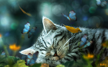 Cat Nap Daydream, cat, animals HD wallpaper
