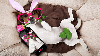 Cute Dog, dog, cute, pet, animals HD wallpaper