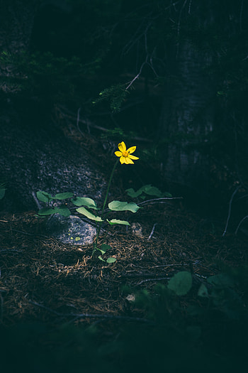 Flowers, Grass, Flower, Dark, Forest, Contrast HD phone wallpaper