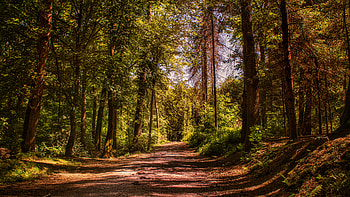 Alley, Nature, Trees, Road, Forest HD wallpaper