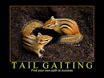 Tail Gaiting, tails, squirrels, hole, ground HD wallpaper