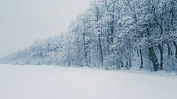 A peaceful winter scene featuring snow-covered trees in a tranquil forest. HD wallpaper