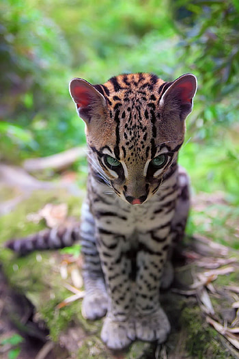 Ocelot, Artistic , John Peltier, Captivating visuals HD phone wallpaper