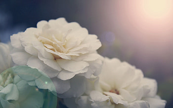 Flower, Macro, Glare, Light, Petals, Bud, Light Coloured HD wallpaper