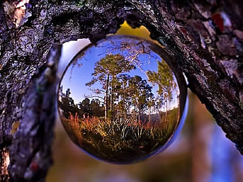 Woods In Dew, abstract, woods, graphy, dew, mind teasers HD wallpaper