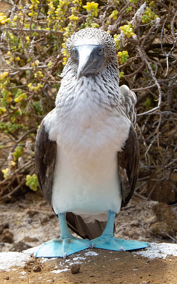 Isla San Cristobal, Isla Lobos, Beautiful, Booby HD phone wallpaper