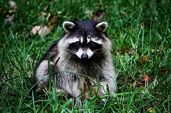 Adorable raccoon, Woodland habitat, , treasures HD wallpaper