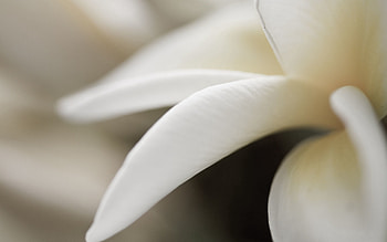Flower, Macro, Petals, Close-Up HD wallpaper