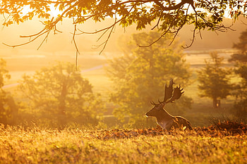 Glorious Morning Warmth, golden, morning, trees, peaceful, buck, warm, glorious, mountain HD wallpaper