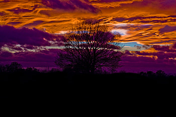 Sunset Outside York, vivid, york, tree, sunset HD wallpaper