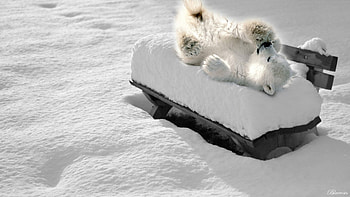Relaxing on the frozen sun :), bears, Arctic, winter, bench, white, on the, wild, baby white bear, landscapes, animals, snow, nature HD wallpaper