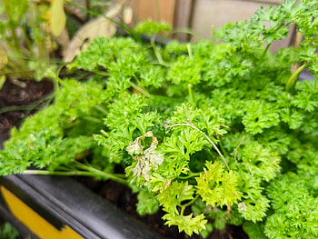 Parsley herb, Huawei Nova 9 review, Trusted reviews, Missing features HD wallpaper