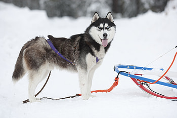 Animals, Dog, Husky, Haska, Team HD wallpaper
