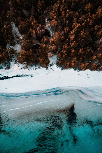 Nature, Trees, Sea, Beach, View From Above, Coast, Forest HD phone wallpaper