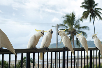 Cockatoo, Animals, Posted by Ethan HD wallpaper