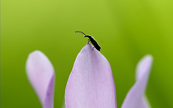 Grass, Leaves, Macro, Insect, Antennae, Tendrils HD wallpaper