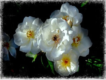 Only that day dawns to which we are awake, dawn, white, awake HD wallpaper