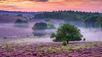 National Park Veluwezoom, Gelderland, Netherlands, sunrise, hills, clouds, colors, landscape, trees, sky HD wallpaper
