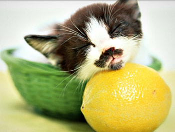 Kitten, sweet, animal, cute, cat, green, lemon, yellow, bowl, sleep HD wallpaper