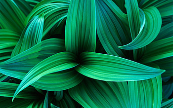 Fresh greenery, Leafy foliage, Natural beauty, Botanical wonders HD wallpaper